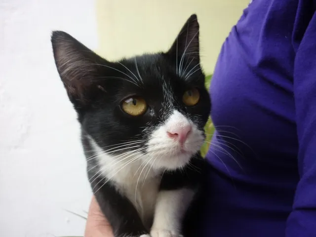 Gato ra a SRD idade 2 a 6 meses nome SONINHA
