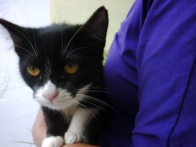 Gato ra a SRD idade 2 a 6 meses nome SONINHA
