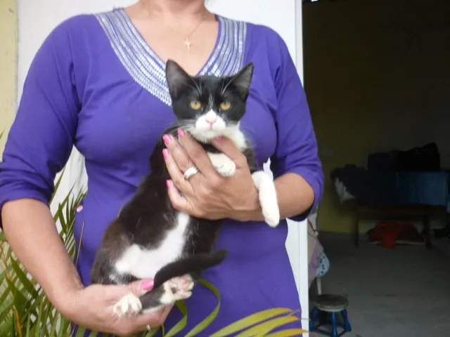 Gato ra a SRD idade 2 a 6 meses nome SONINHA