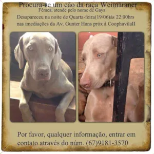 Cachorro raça Weimaraner idade 1 ano nome Gaya