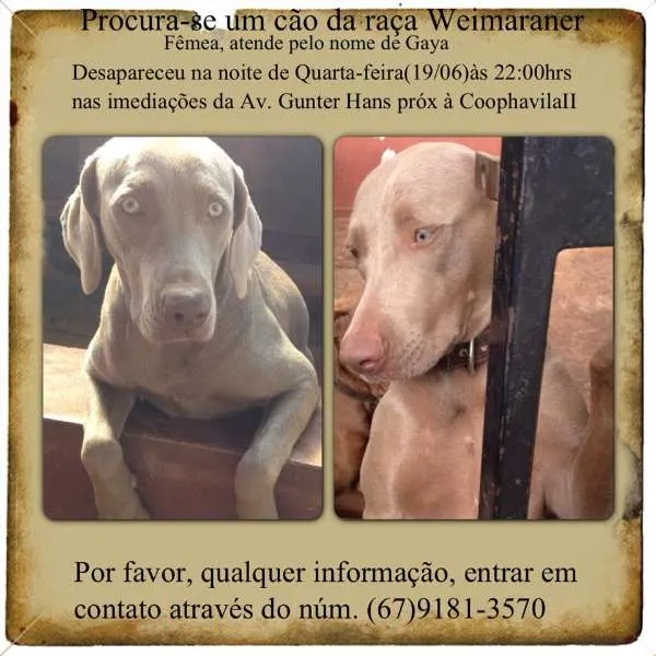 Cachorro ra a Weimaraner idade 1 ano nome Gaya