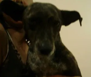 Cachorro raça SRD idade 1 ano nome Teka