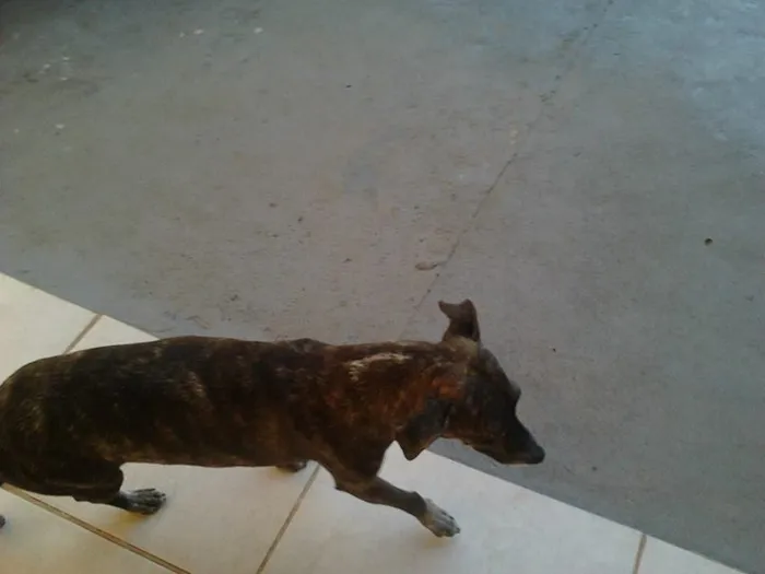 Cachorro ra a SRD idade 1 ano nome Teka