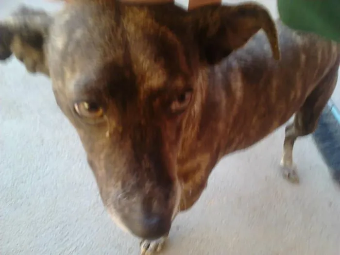 Cachorro ra a SRD idade 1 ano nome Teka