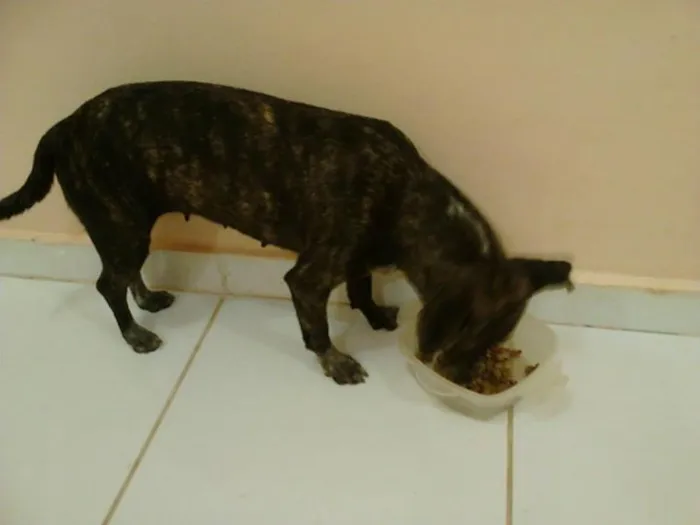 Cachorro ra a SRD idade 1 ano nome Teka