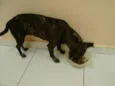 Teka