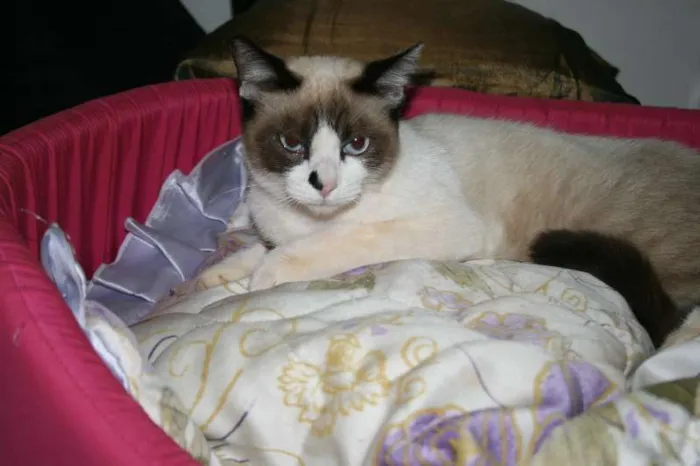 Gato ra a Siamês idade  nome Chiquinha