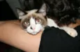 Chiquinha