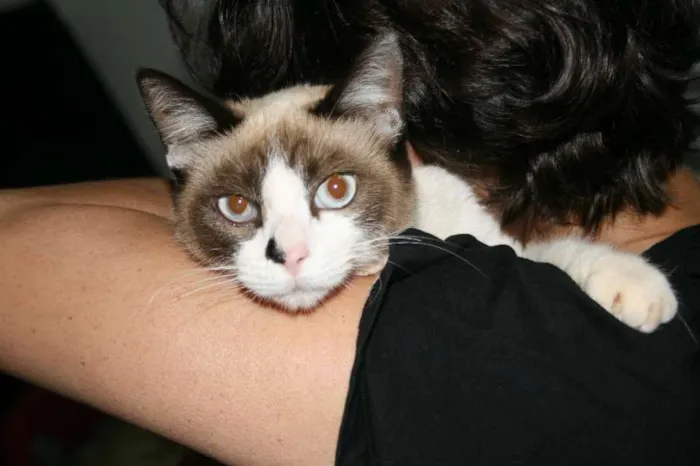 Gato ra a Siamês idade  nome Chiquinha