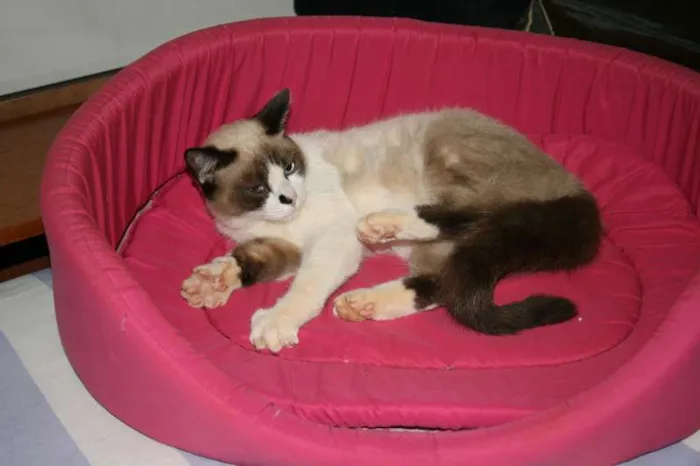 Gato ra a Siamês idade  nome Chiquinha