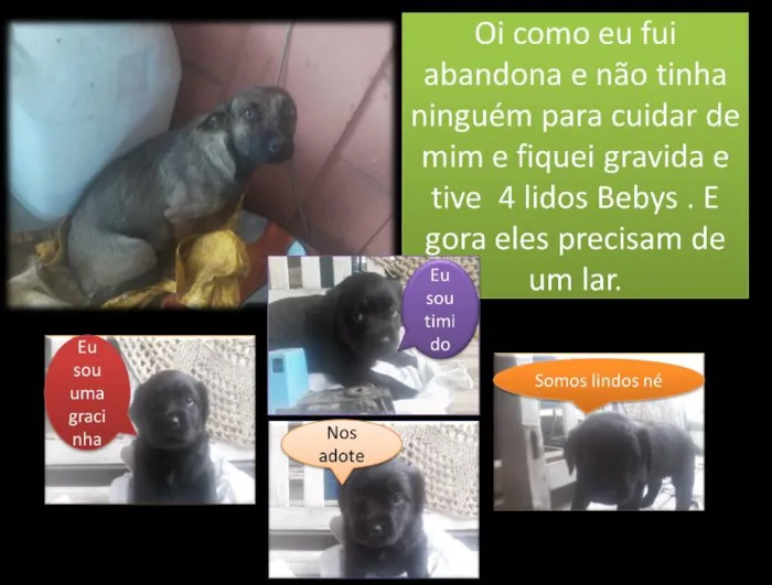 Cachorro ra a Vira Lata idade  nome Princesa e seus Bebys