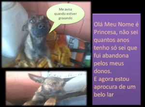 Cachorro raça Vira Lata idade  nome Princesa e seus Bebys