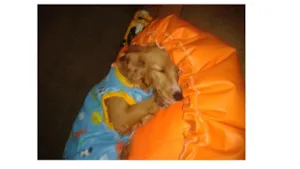 Cachorro raça SRD idade 1 ano nome MEL