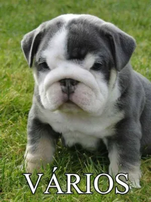 Cachorro raça DV idade  nome Vários Animaizinhos
