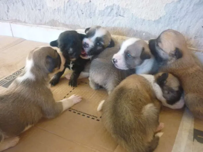 Cachorro ra a  idade Abaixo de 2 meses nome Nenhum