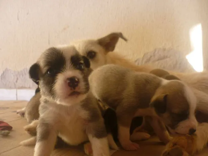 Cachorro ra a  idade Abaixo de 2 meses nome Nenhum