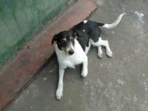 Cachorro raça ssem raça definida idade 4 anos nome branquinha