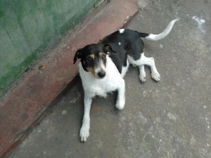 Cachorro ra a ssem raça definida idade 4 anos nome branquinha