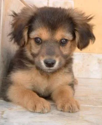 Cachorro raça SRD idade Abaixo de 2 meses nome Swell