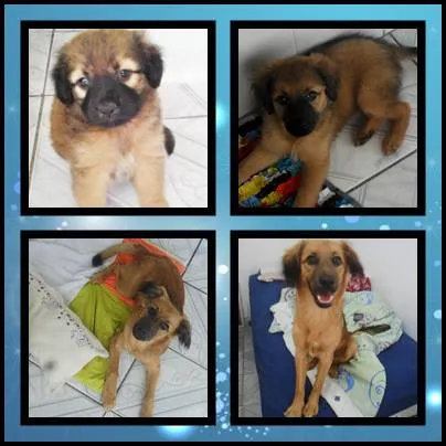 Cachorro ra a Não Definida idade 7 a 11 meses nome Tobby