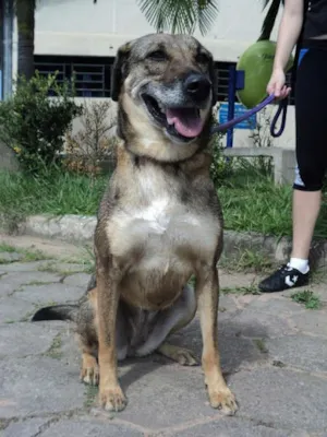 Cachorro raça SRD idade 5 anos nome Susy