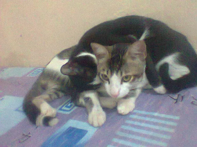 Gato raça viralada idade 1 ano nome ducy