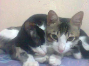 Gato raça viralada idade 1 ano nome ducy