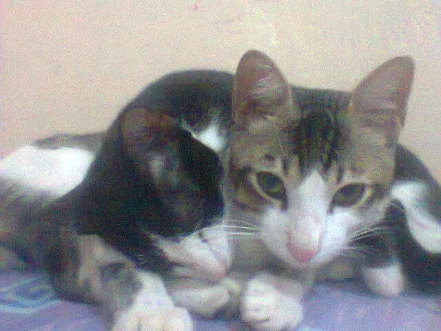 Gato raça viralada idade 1 ano nome ducy