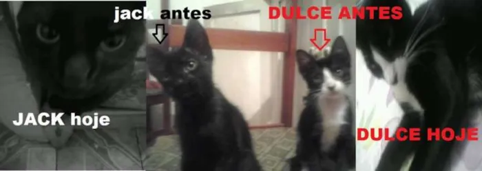 Gato raça viralada idade 1 ano nome ducy