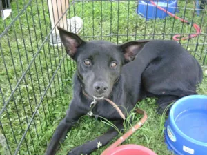 Cachorro raça SRD idade 4 anos nome Krika