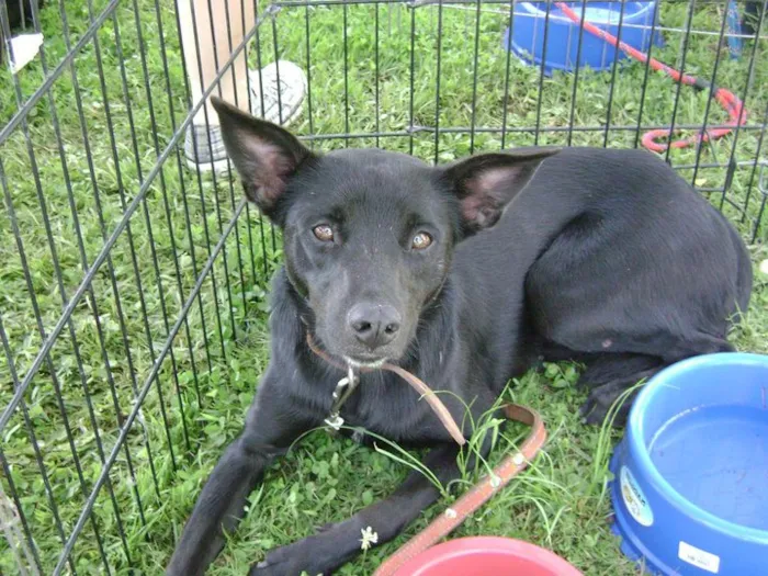 Cachorro ra a SRD idade 4 anos nome Krika