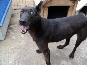 Cachorro raça SRD idade 5 anos nome Otto