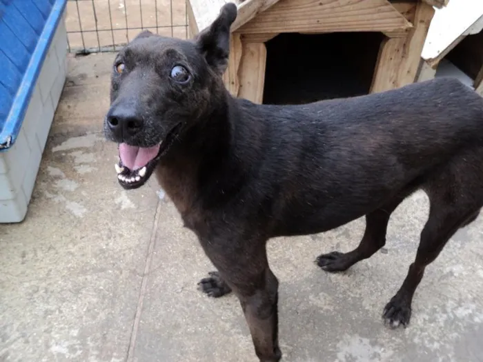 Cachorro ra a SRD idade 5 anos nome Otto