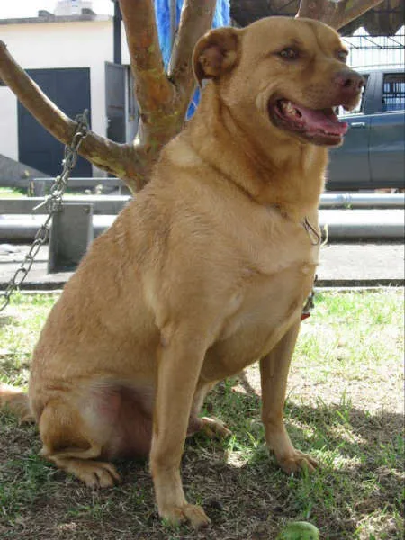 Cachorro ra a SRD idade 4 anos nome Brad Pitt