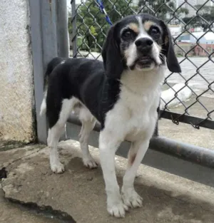 Cachorro raça mix beagle idade 6 ou mais anos nome Tancredo
