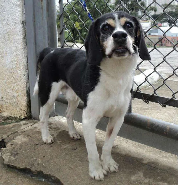 Cachorro ra a mix beagle idade 6 ou mais anos nome Tancredo