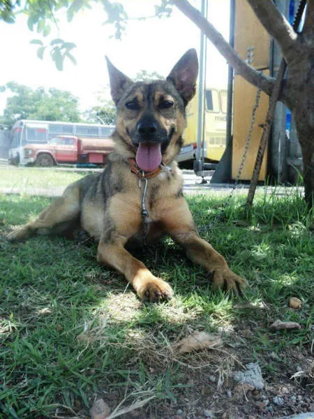 Cachorro ra a SRD idade 4 anos nome Fido