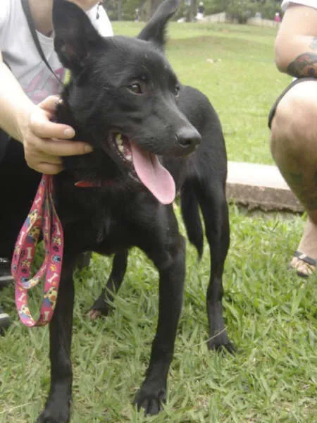 Cachorro ra a SRD idade 4 anos nome Skip