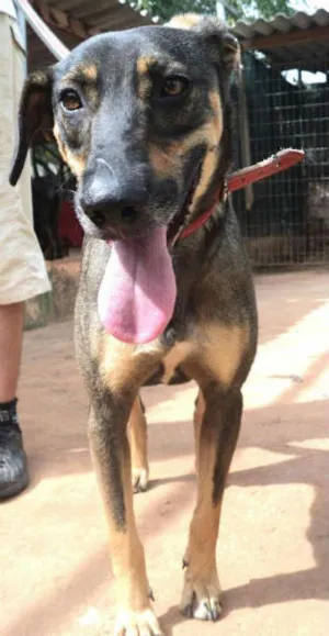 Cachorro raça SRD idade 4 anos nome Pedro Henrique