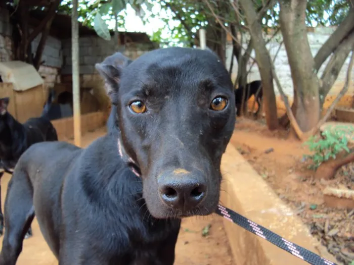 Cachorro ra a SRD idade 4 anos nome Jordan