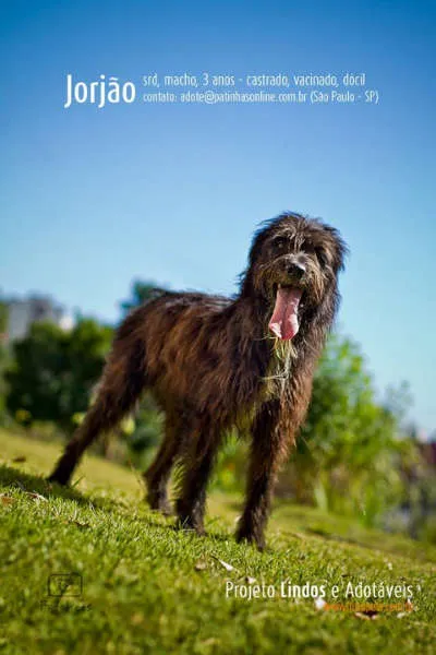 Cachorro ra a Mestiço de Sheepdog idade 4 anos nome Jorjão