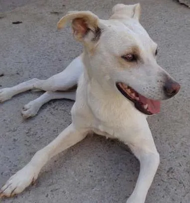 Cachorro raça SRD idade 1 ano nome Nira