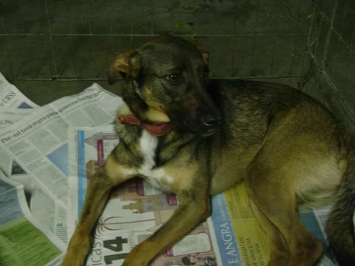 Cachorro raça SRD idade 6 ou mais anos nome Axel