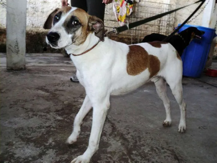 Cachorro ra a SRD idade 2 anos nome Iago