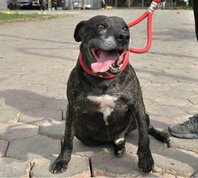 Cachorro ra a mix American St Terrier idade 4 anos nome Jason