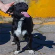 Junior