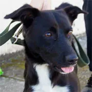 Cachorro ra a SRD idade 2 anos nome Junior