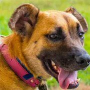 Cachorro ra a SRD idade 2 anos nome Shenna
