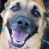 Cachorro ra a SRD idade 2 anos nome Shenna
