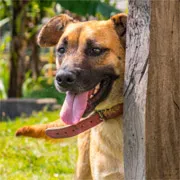 Cachorro ra a SRD idade 2 anos nome Shenna